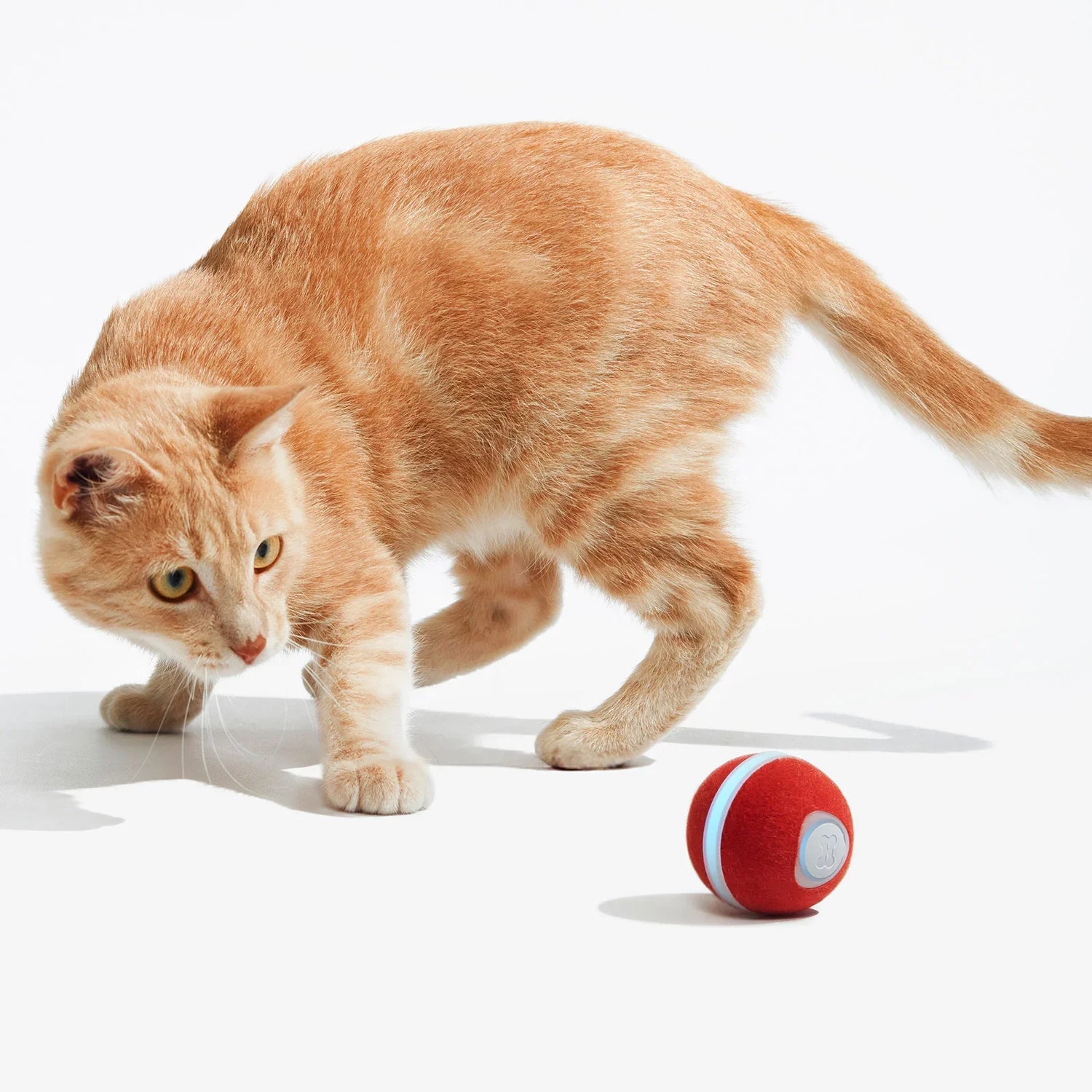 Cat Toys